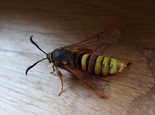 Réf. 186 387 : Sesia bembeciformis